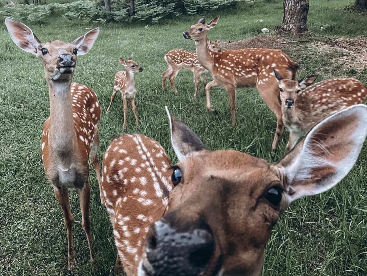 Летучая собака, сахарный поссум, ламы, кенгуру, еноты и многие другие. Парк животных «Диприз» приглашает брестчан за незабываемыми эмоциями