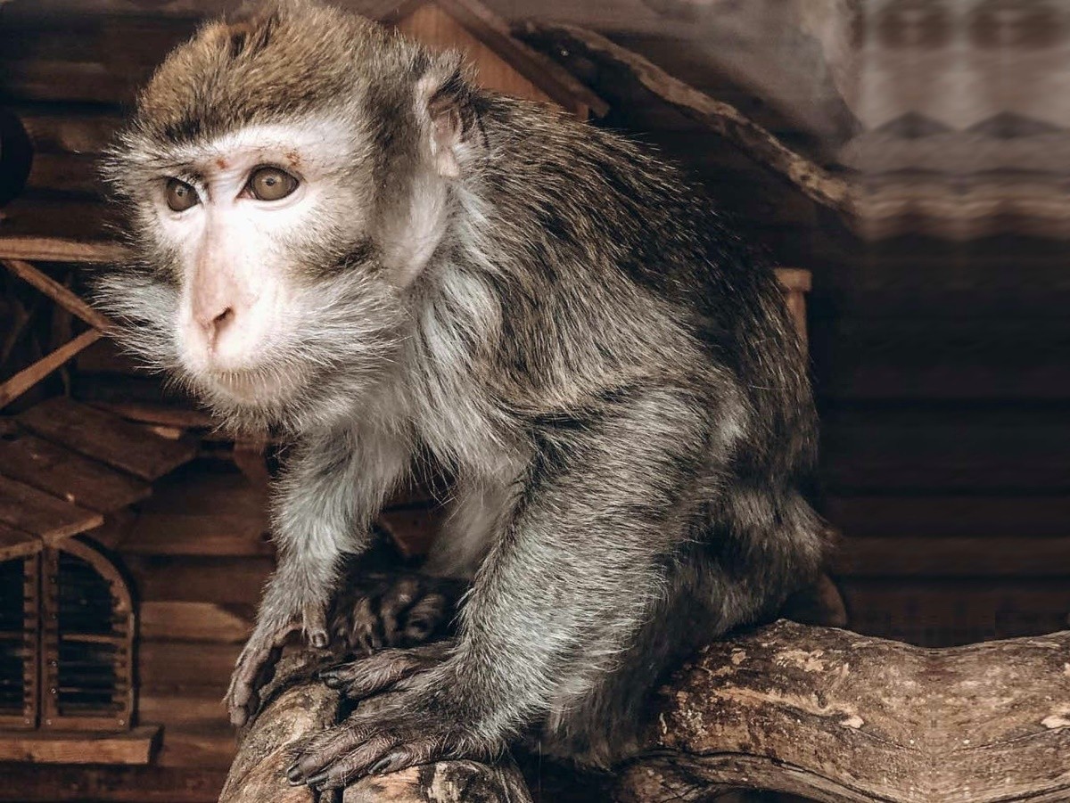 Летучая собака, сахарный поссум, ламы, кенгуру, еноты и многие другие. Парк животных «Диприз» приглашает брестчан за незабываемыми эмоциями