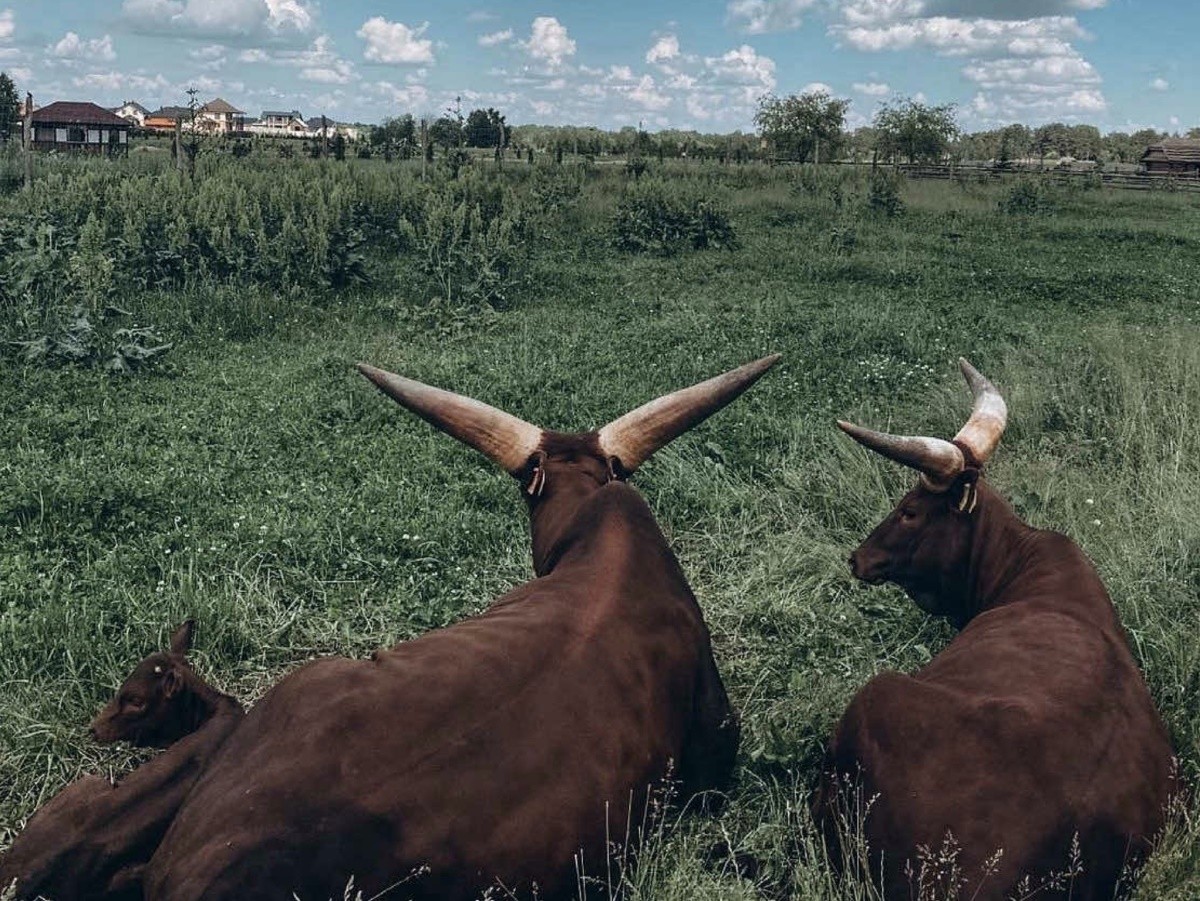 Летучая собака, сахарный поссум, ламы, кенгуру, еноты и многие другие. Парк животных «Диприз» приглашает брестчан за незабываемыми эмоциями