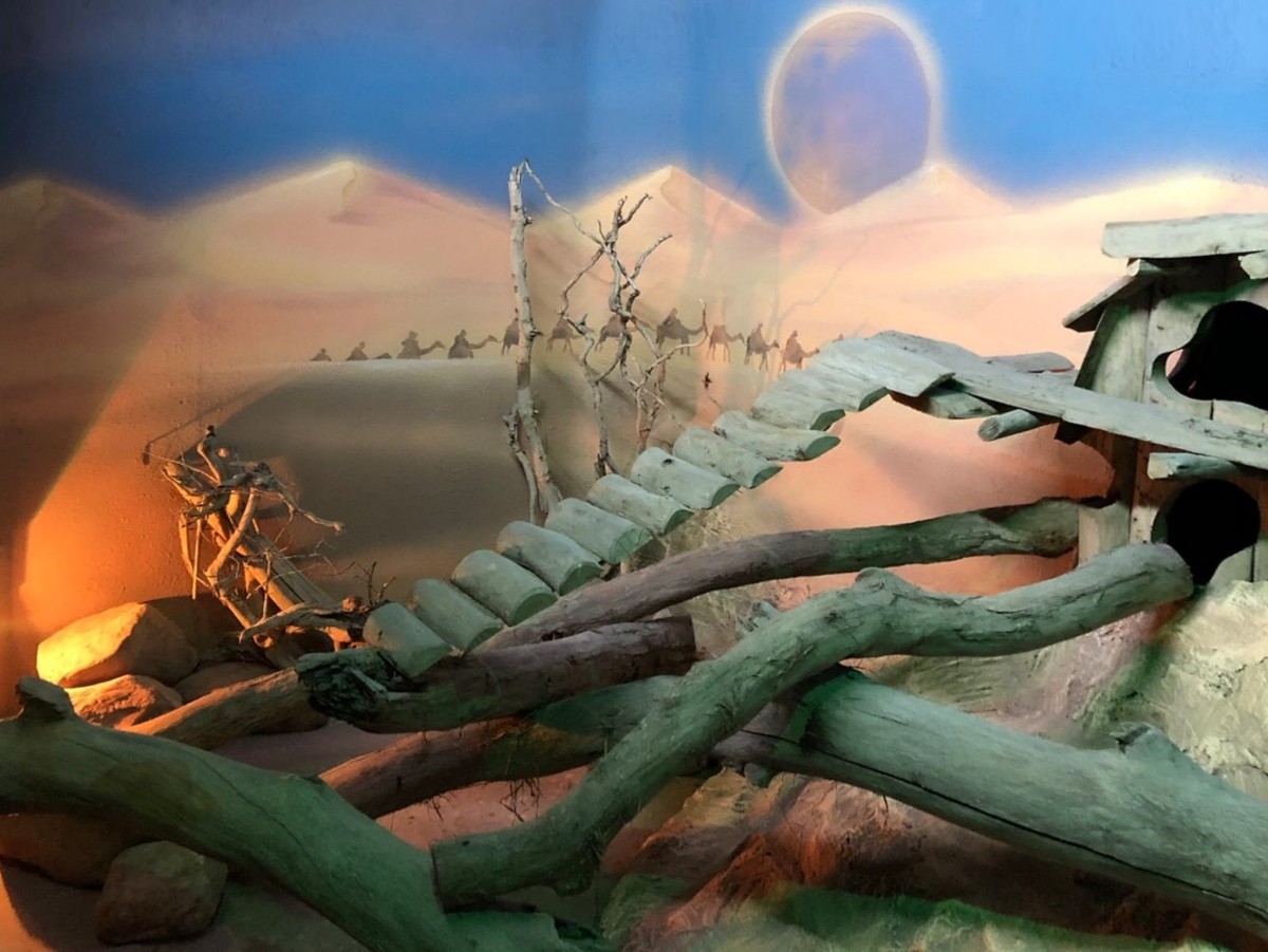 Летучая собака, сахарный поссум, ламы, кенгуру, еноты и многие другие. Парк животных «Диприз» приглашает брестчан за незабываемыми эмоциями