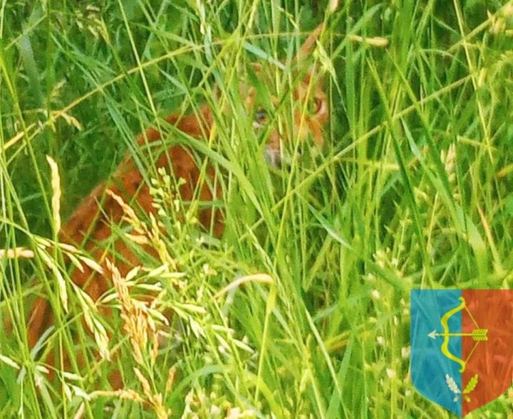 Рысь попала в объектив фотокамеры в Пинском районе