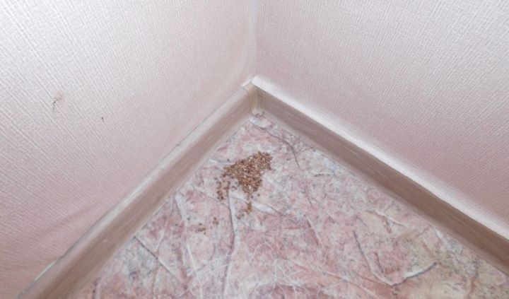 В Могилевской области отчим ставил трехлетнюю девочку на гречку, связывал руки стяжками и бил за плохое поведение