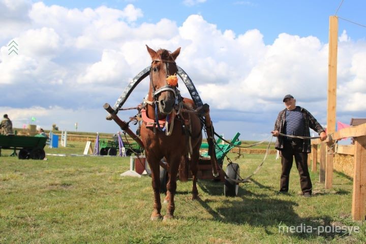 На Столинщине всё готово к проведению соревнований среди конных упряжек.