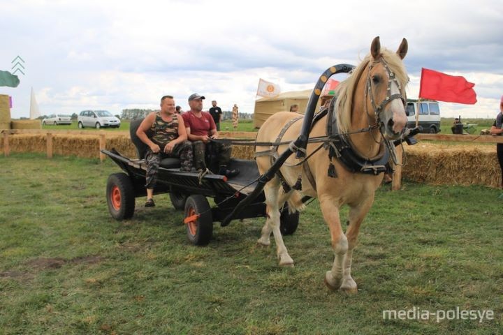 На Столинщине всё готово к проведению соревнований среди конных упряжек.