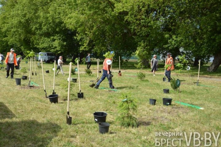 Сад Памяти высадили в Бресте