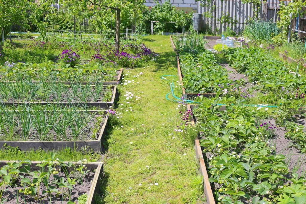 На огороде у каменчанки растет целая аптека