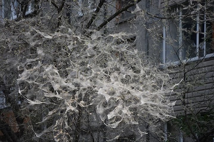 Во дворах Гомеля замечены колонии опасных бабочек