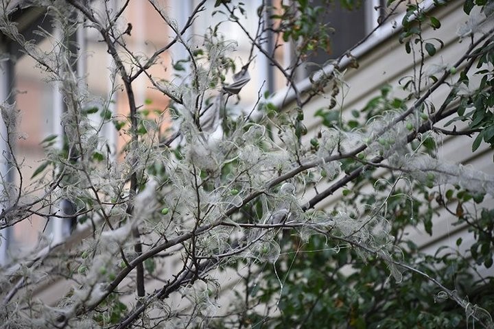 Во дворах Гомеля замечены колонии опасных бабочек