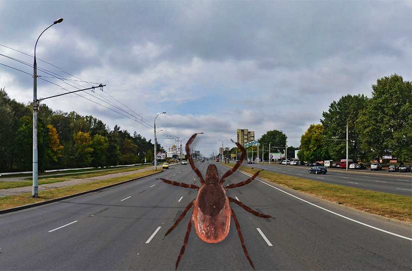 Клещи активизировались в Брестской области