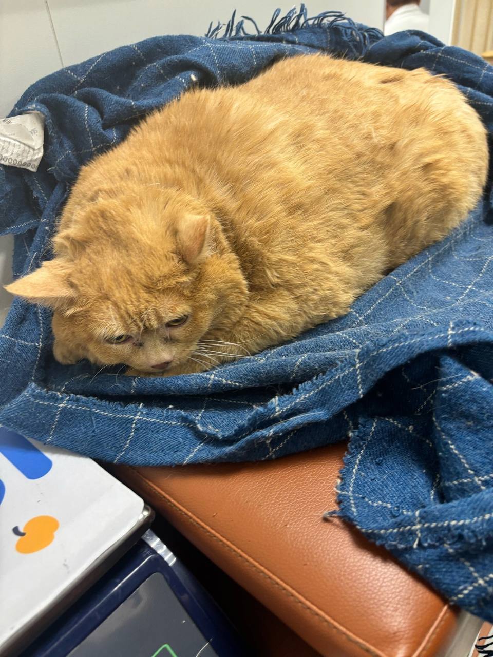 Бездомного кота откормили до 17 кг, он не может ходить