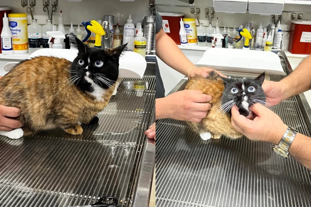 Пользователи нашли самого необычного кота в истории интернета