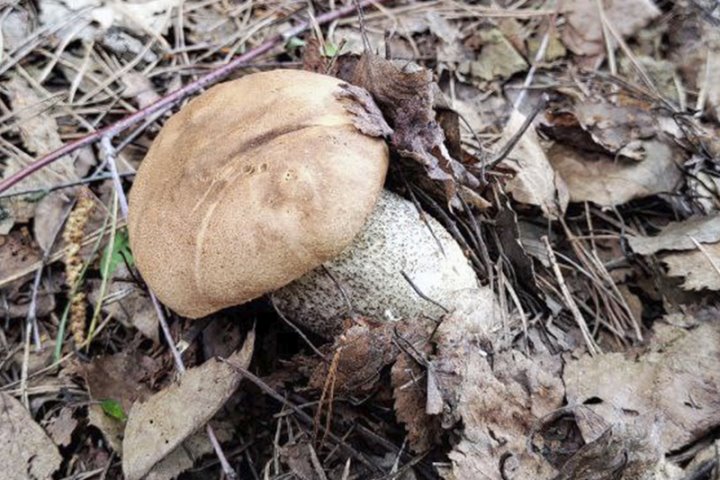 «А у нас такие водятся». Первый подосиновик в этом сезоне нашел белорус недалеко от Бреста
