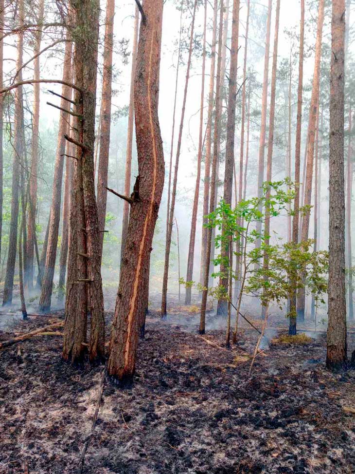 Удары молнии привели к двум лесным пожарам в Кобринском районе