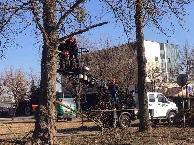 В Бресте завершаются работы по удалению и обрезке деревьев и кустарников