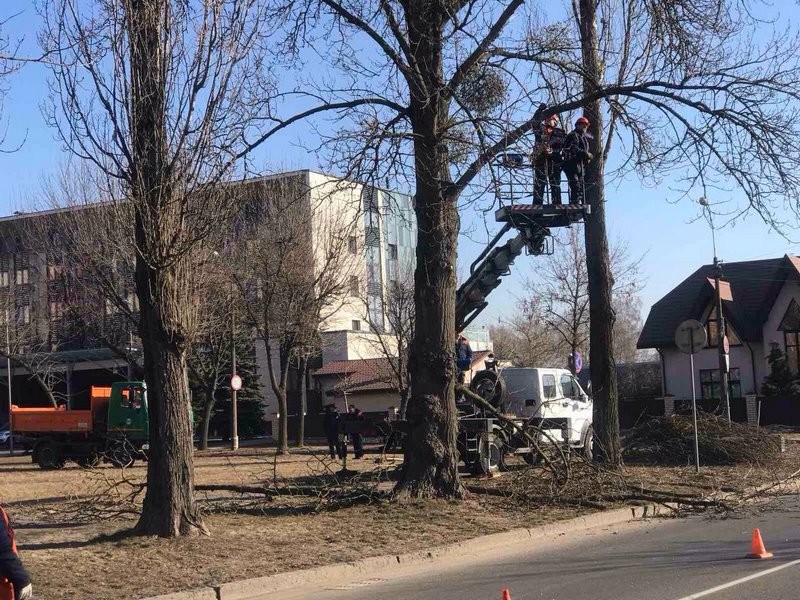 В Бресте завершаются работы по удалению и обрезке деревьев и кустарников