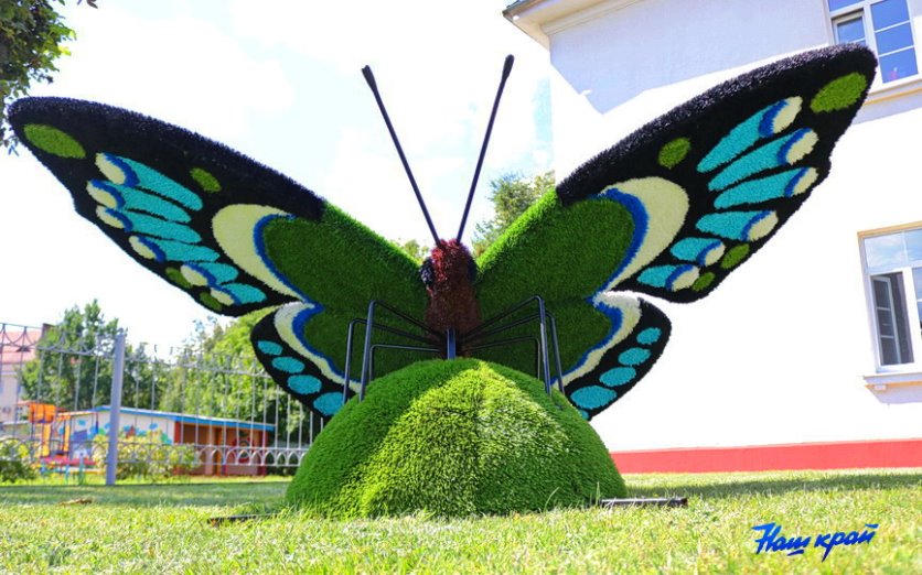 Гигантские бабочки появились в Барановичах