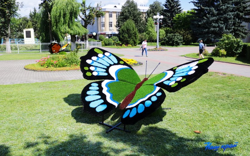 Гигантские бабочки появились в Барановичах
