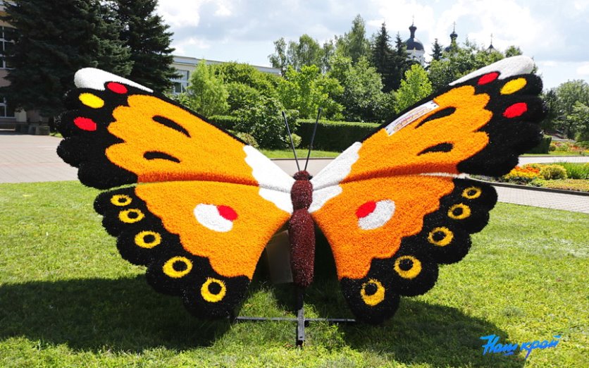 Гигантские бабочки появились в Барановичах