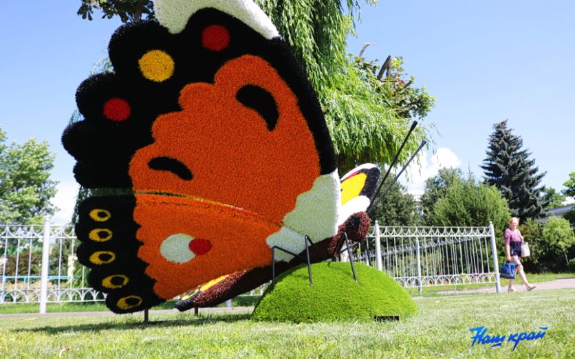 Гигантские бабочки появились в Барановичах