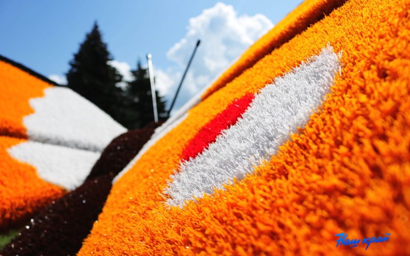 Гигантские бабочки появились в Барановичах