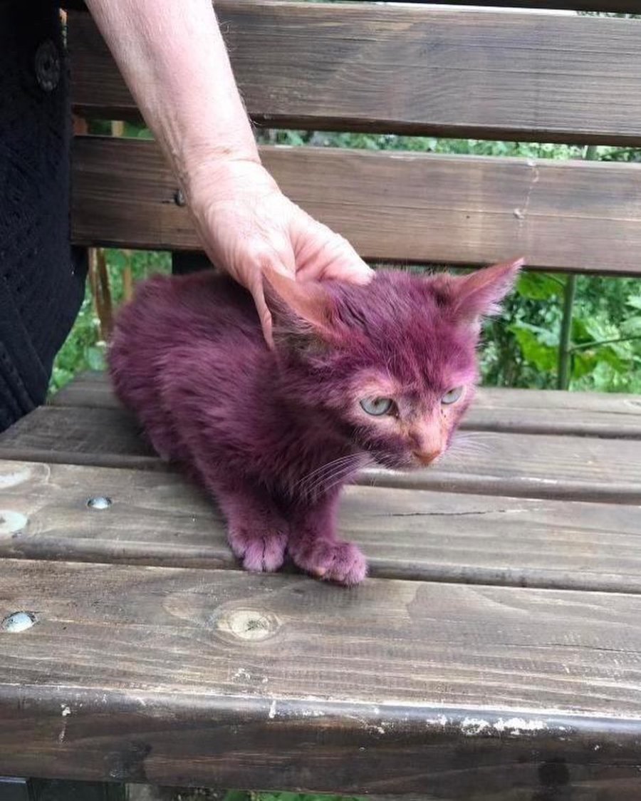 «Над ним издевались нелюди». В Минске нашли котенка со странным окрасом