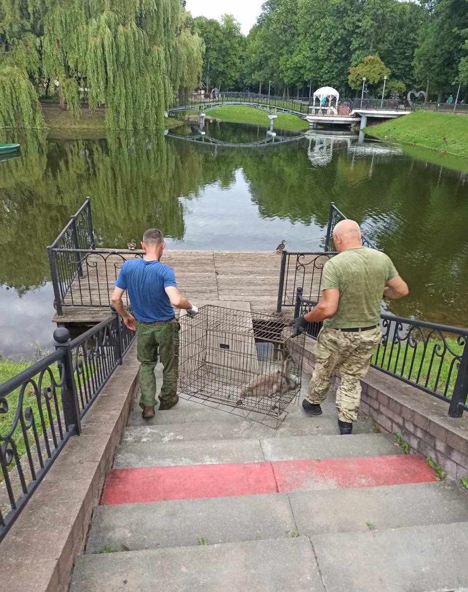 В Бресте спасли двух лебедей