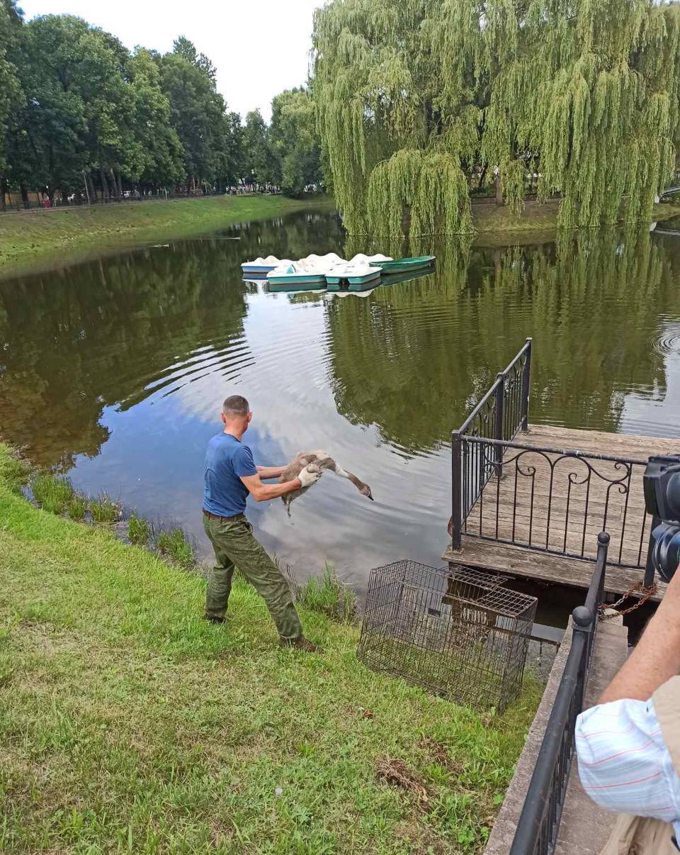В Бресте спасли двух лебедей