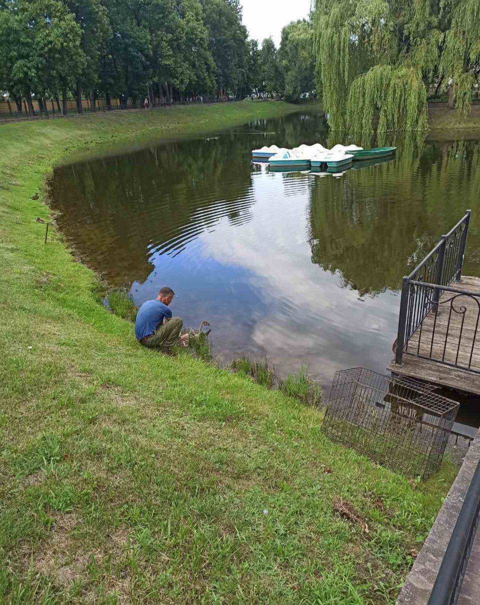 В Бресте спасли двух лебедей