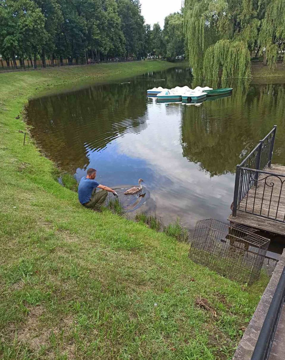 В Бресте спасли двух лебедей
