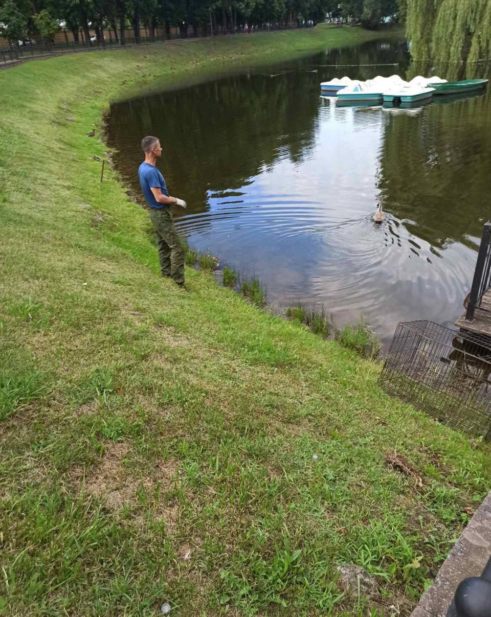 В Бресте спасли двух лебедей