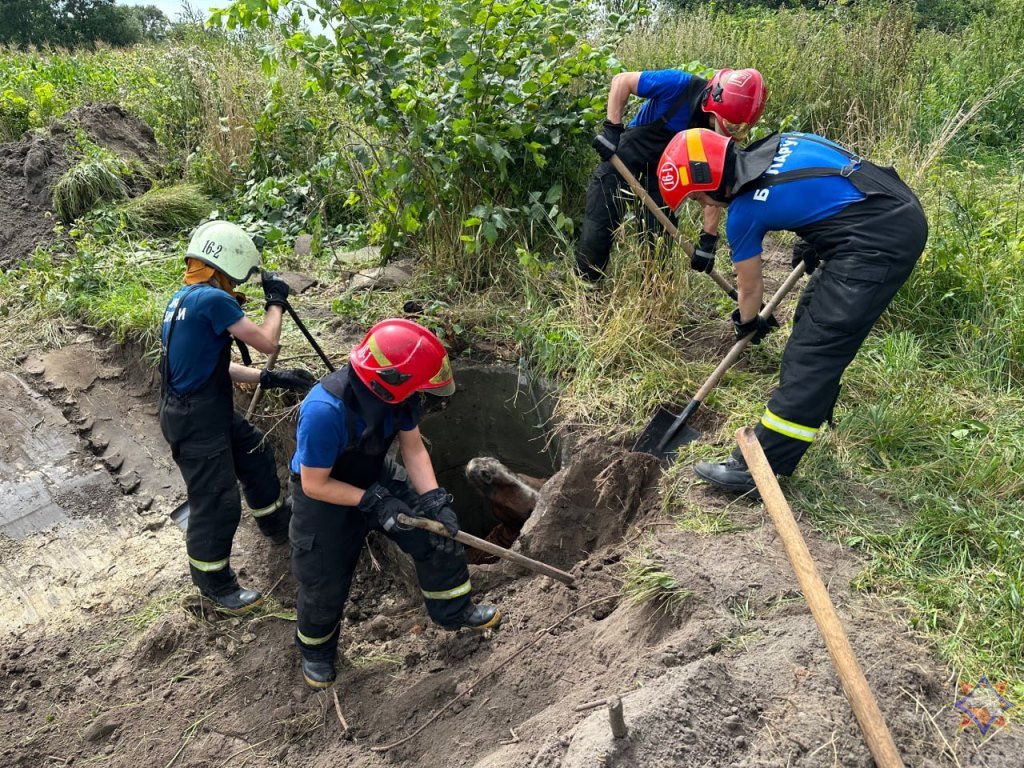 В Пружанском районе лошадь провалилась в колодец: на помощь пришли спасатели