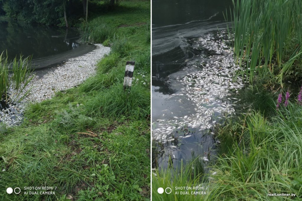 В белорусском озере массово гибнет рыба, местные винят спиртзавод по соседству. А что говорят на производстве?