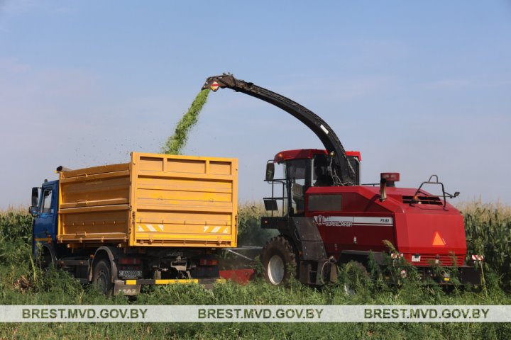 Под Брестом уничтожено около 5 тонн дикорастущей конопли