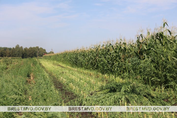 Под Брестом уничтожено около 5 тонн дикорастущей конопли