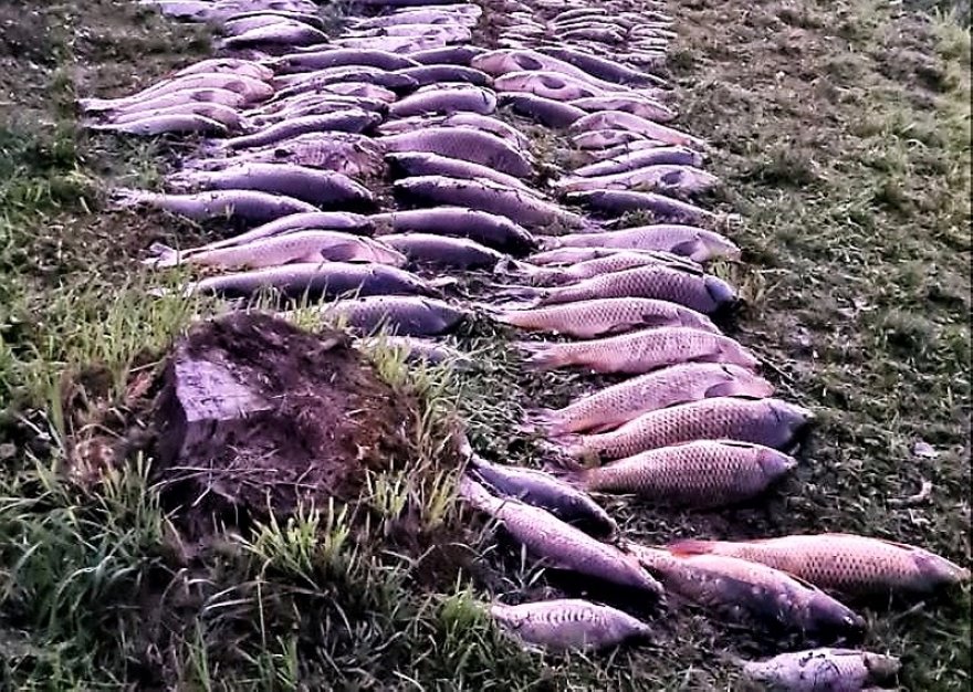 В белорусской деревне из озера достали 3 тонны мертвой рыбы. Что случилось?