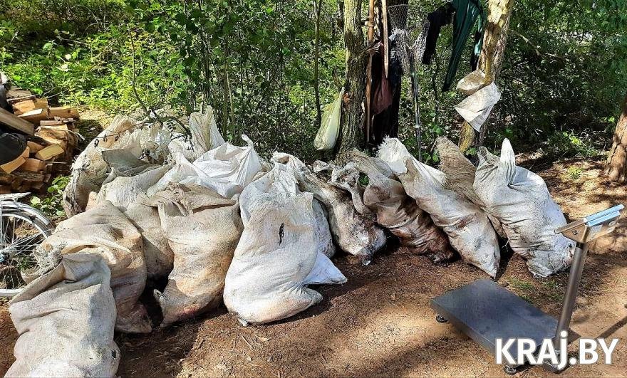 В белорусской деревне из озера достали 3 тонны мертвой рыбы. Что случилось?