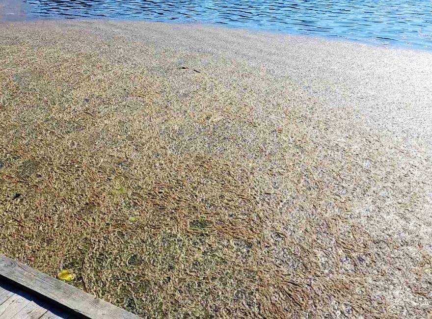 В белорусской деревне из озера достали 3 тонны мертвой рыбы. Что случилось?