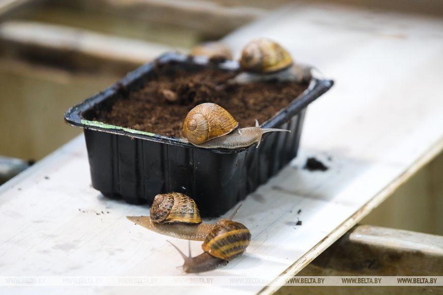 Устроить гонки и попробовать деликатесы предлагают туристам на улиточной ферме в Брестском районе