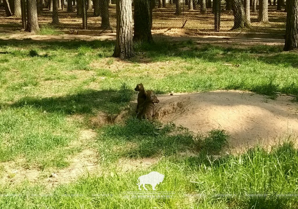 В демонстрационных вольерах Беловежской пущи впервые родились пятеро волчат