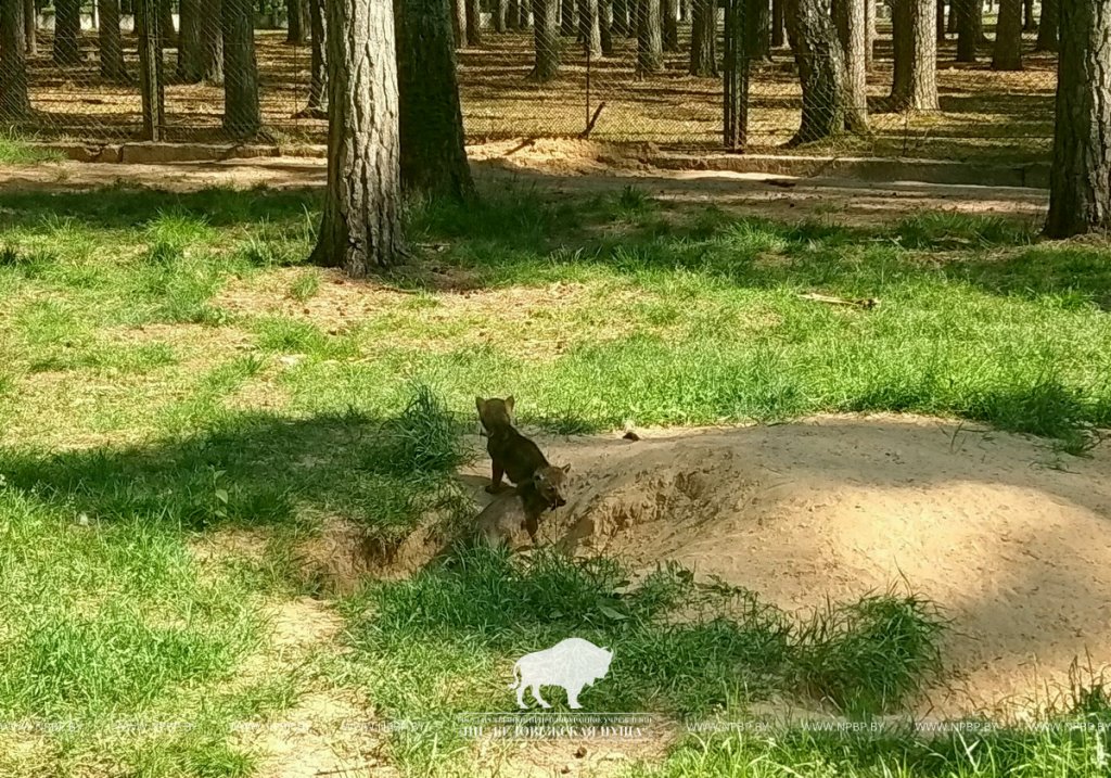 В демонстрационных вольерах Беловежской пущи впервые родились пятеро волчат