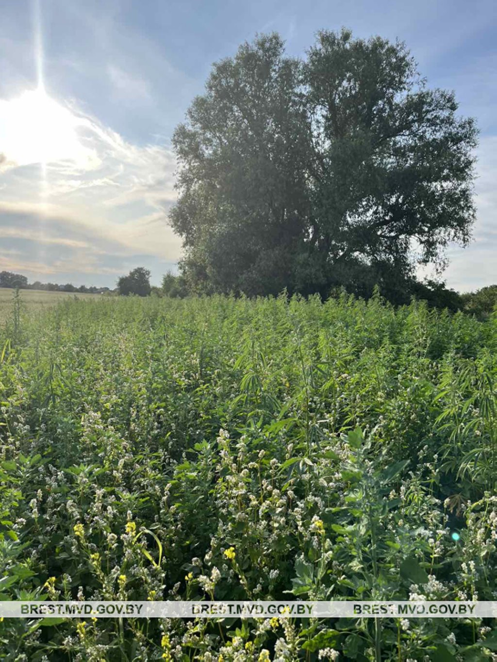 В Брестском районе уничтожено около 1400 килограммов дикорастущей конопли