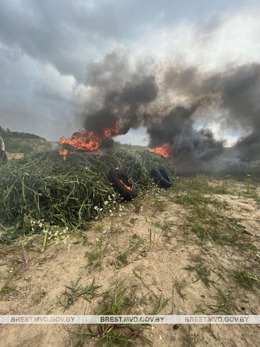 В Брестском районе уничтожено около 1400 килограммов дикорастущей конопли