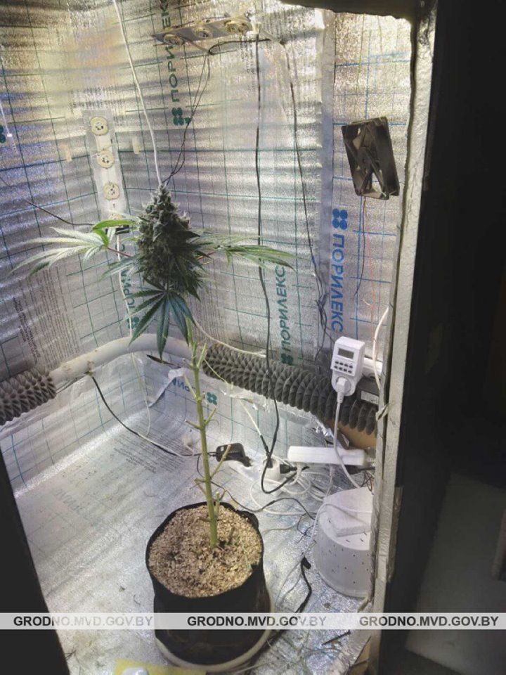 Белорус арендовал гараж, чтобы заниматься покраской автомобилей. А с тыльной стороны выращивал марихуану