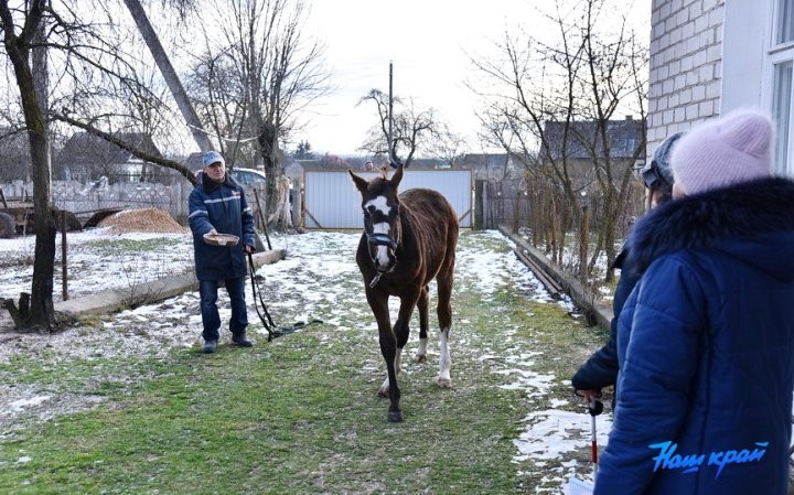 В Брестской области девушке подарили лошадь