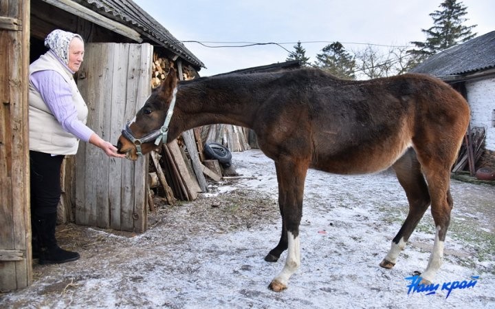 В Брестской области девушке подарили лошадь