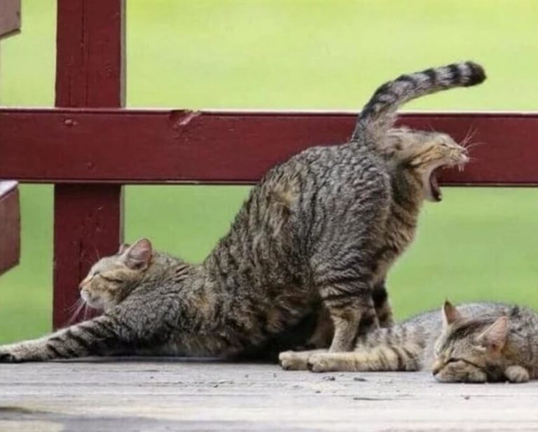 22 неоднозначные фотографии, о которые сам черт глаз сломит