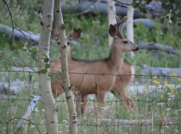 22 неоднозначные фотографии, о которые сам черт глаз сломит
