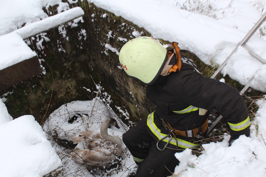 В Беларуси спасли лебедя. Подробности случая