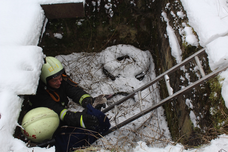 В Беларуси спасли лебедя. Подробности случая