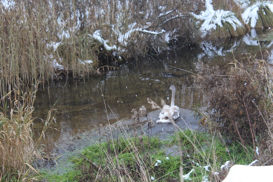 В Беларуси спасли лебедя. Подробности случая